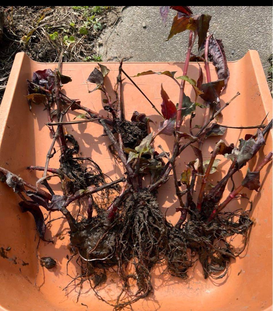 受付用　ペルシカリアレッドドラゴン苗