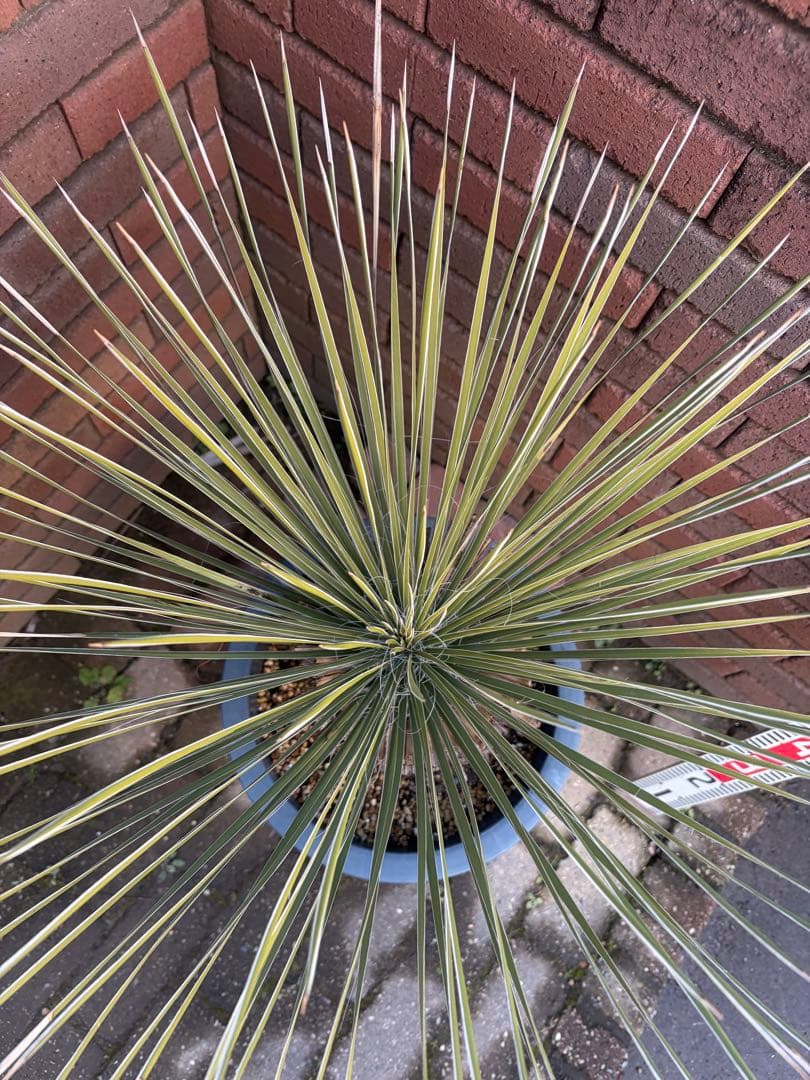 早いもの勝ち　ユッカ　エラータ