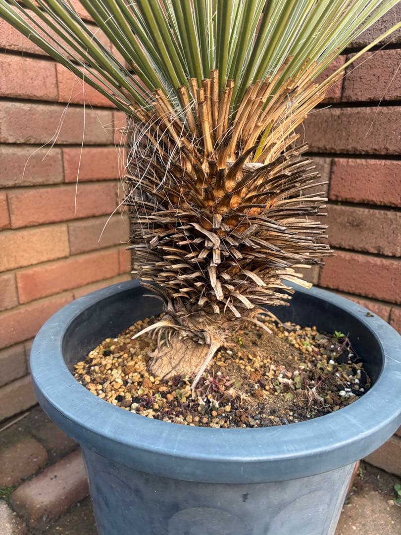 早いもの勝ち　ユッカ　エラータ