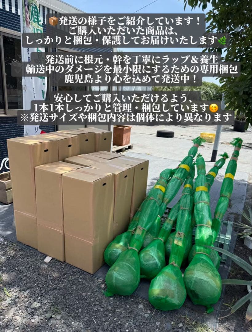 ココスヤシシルバーリーフ【極太】葉先 180cm幹回り100cm 幹高30cm