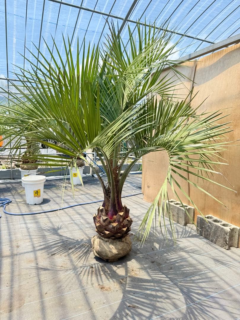 ココスヤシシルバーリーフ【極太】葉先 180cm幹回り100cm 幹高30cm