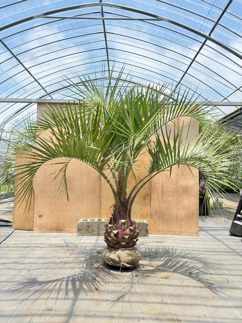 ココスヤシシルバーリーフ【極太】葉先 180cm幹回り100cm 幹高30cm