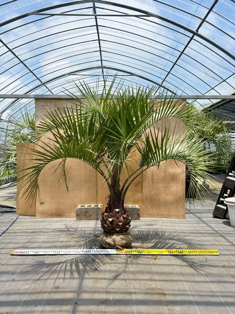 ココスヤシシルバーリーフ【極太】葉先 180cm幹回り100cm 幹高30cm