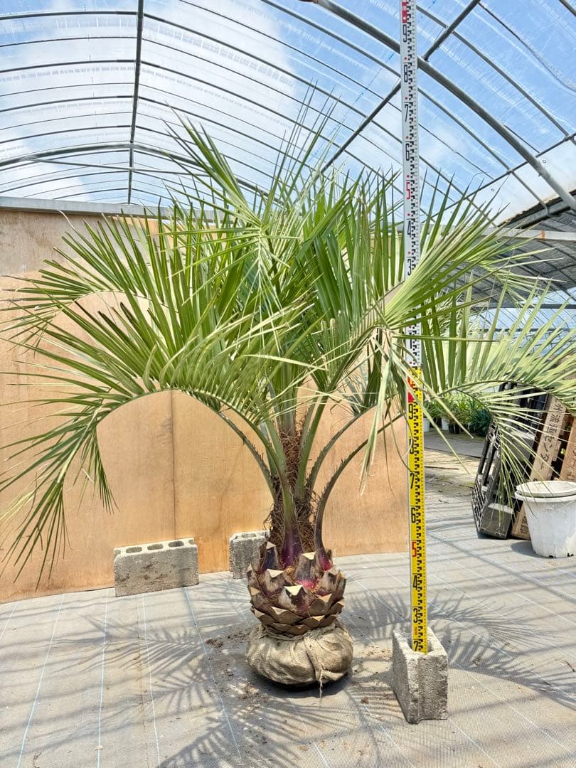 ココスヤシシルバーリーフ【極太】葉先 180cm幹回り100cm 幹高30cm