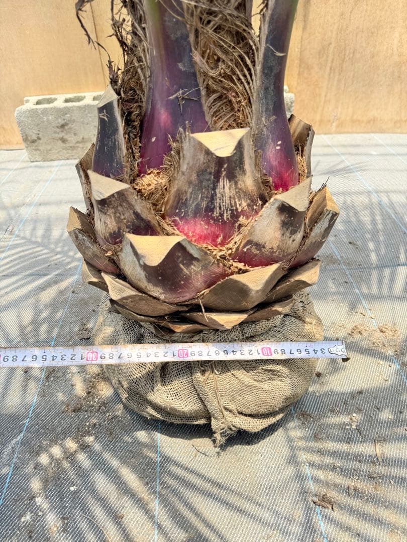 ココスヤシシルバーリーフ【極太】葉先 180cm幹回り100cm 幹高30cm