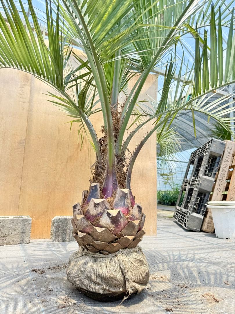 ココスヤシシルバーリーフ【極太】葉先 180cm幹回り100cm 幹高30cm