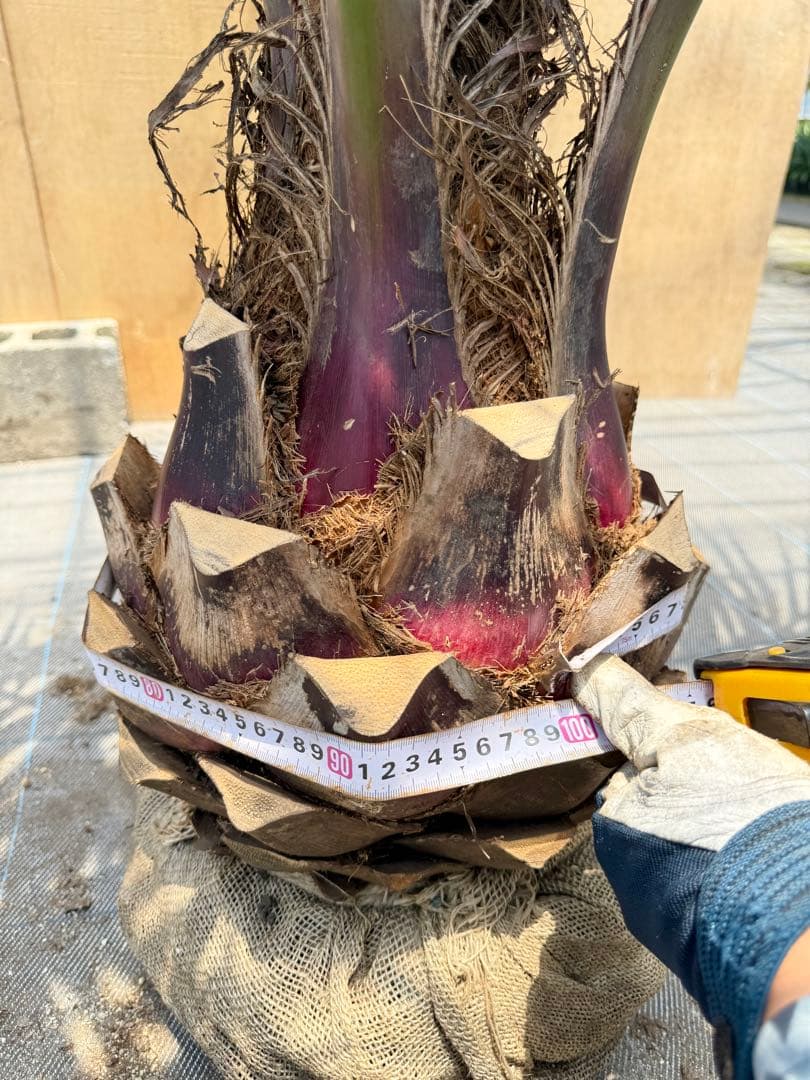 ココスヤシシルバーリーフ【極太】葉先 180cm幹回り100cm 幹高30cm