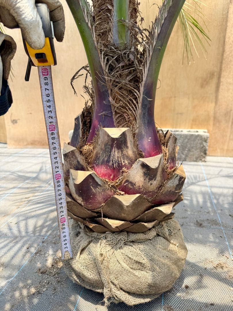 ココスヤシシルバーリーフ【極太】葉先 180cm幹回り100cm 幹高30cm