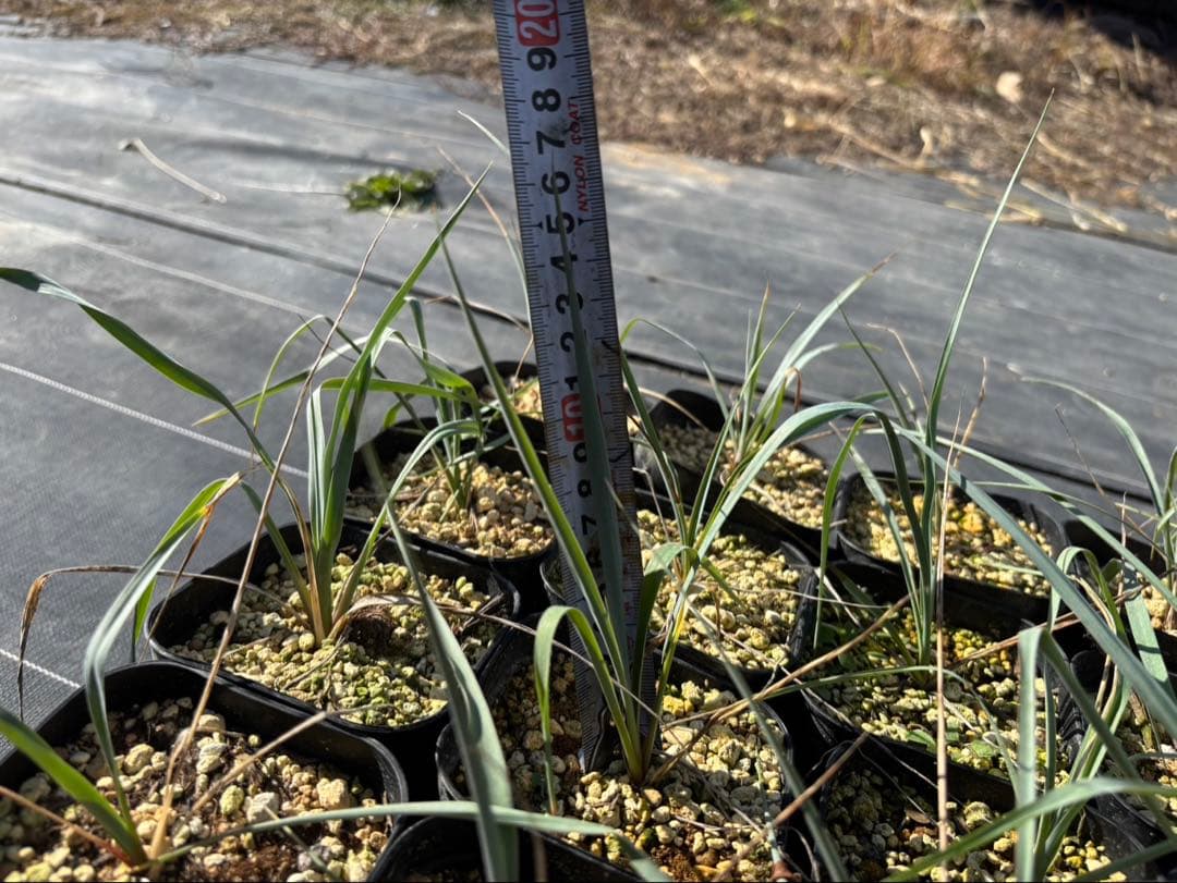 ユッカ ロストラータ 20株セット プレステラ105深鉢