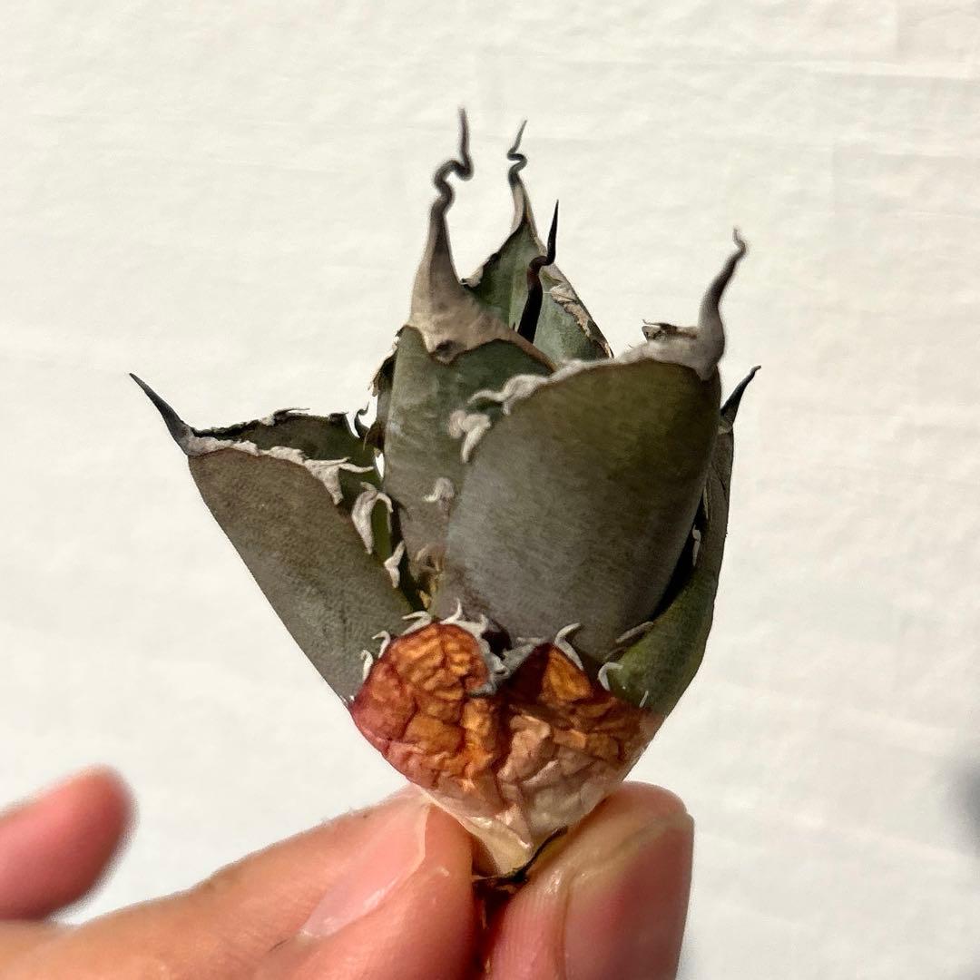 アガベ 黒豹 陽炎 SS級選抜子株 極陽炎 オアハカ ホリダ 特価 - メルカリ