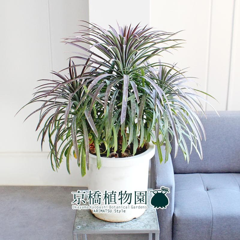 【現品】ユッカ・デスメティアーナ　8号　白鉢（1）