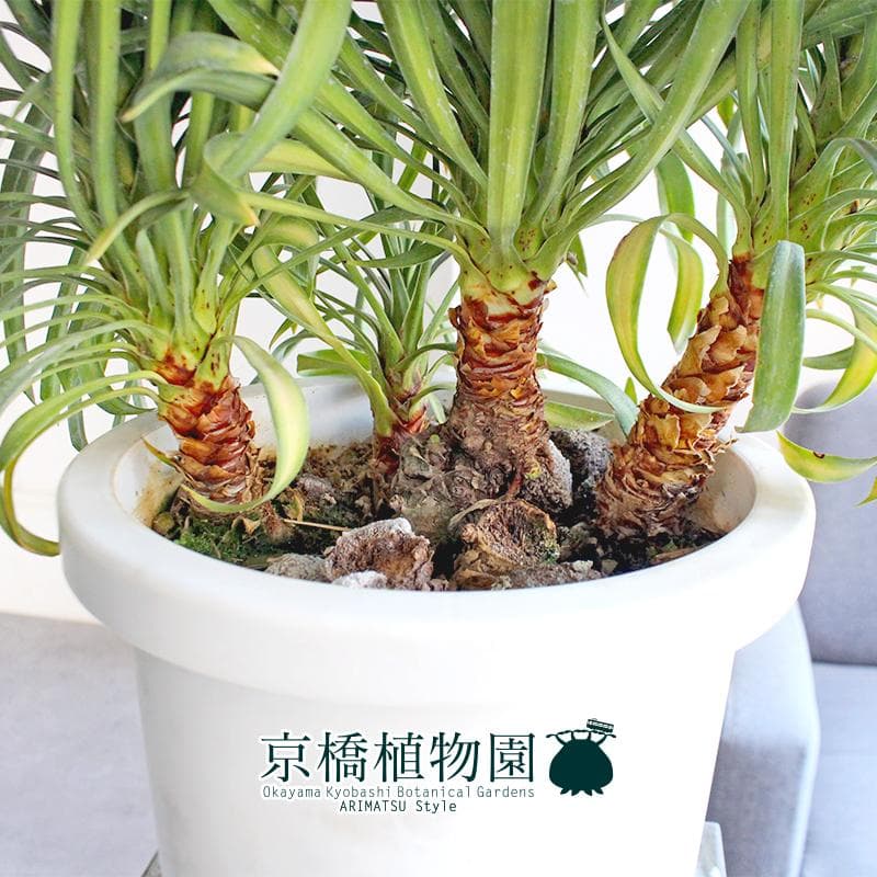 【現品】ユッカ・デスメティアーナ　8号　白鉢（1）