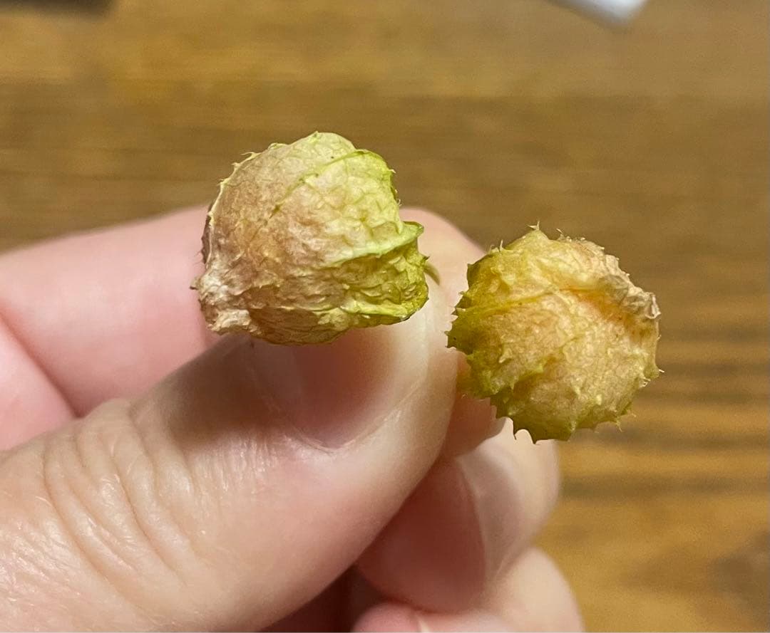 絶滅危惧種 ヤマホウズキの完熟実80個(今期最後)