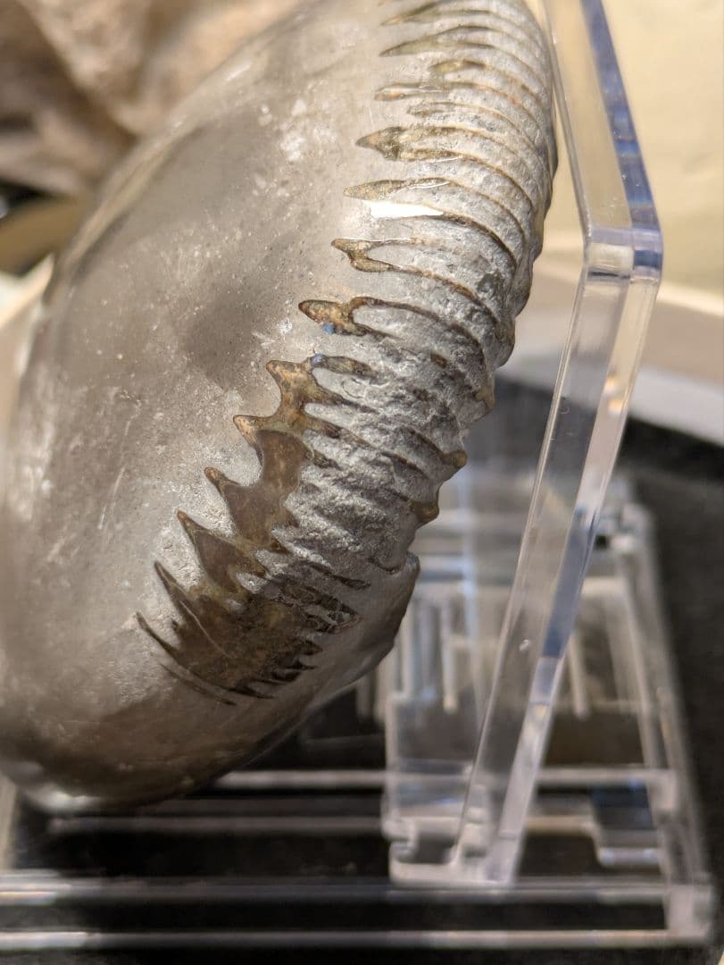 アンモナイト 化石 最高品位 レア産地 標本 鉱物 - メルカリ