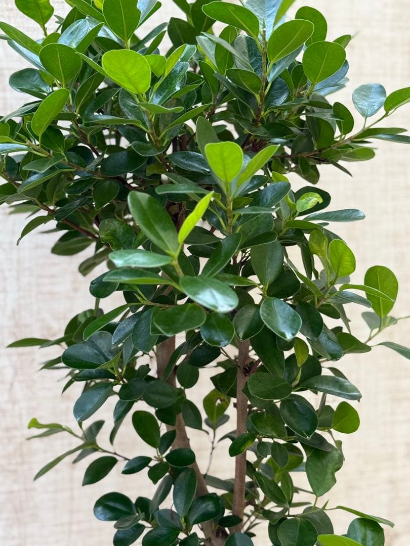 ☆ パンダガジュマル 118cm 8号 緩やかな曲がり幹♪ - メルカリ