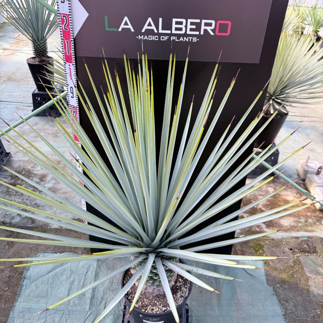 AL1170】ユッカ リギダ - メルカリ