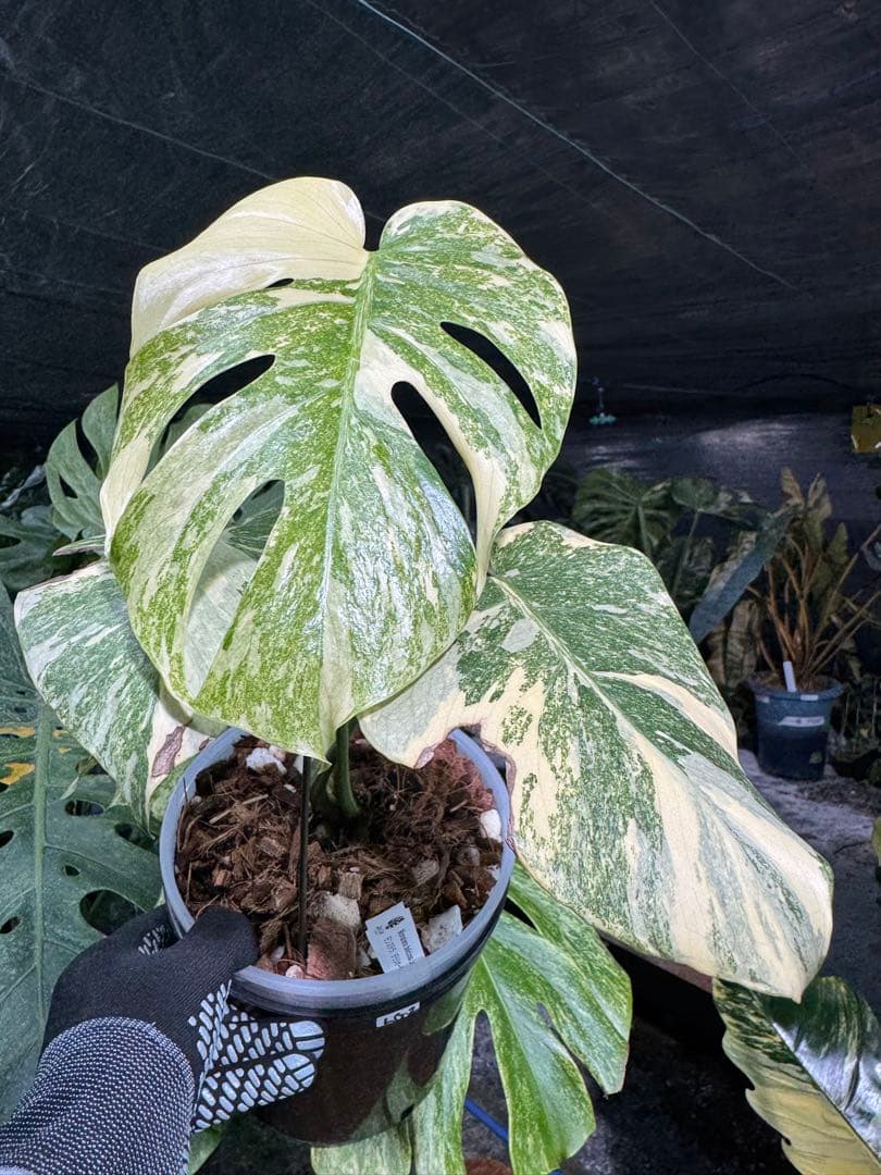 LG2モンステラ レガシー 美斑入り株