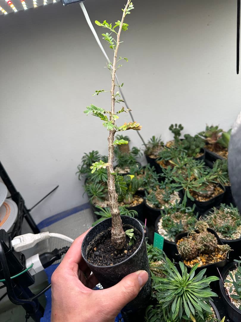 センナメリディオナリス】実生株 _3 - メルカリ