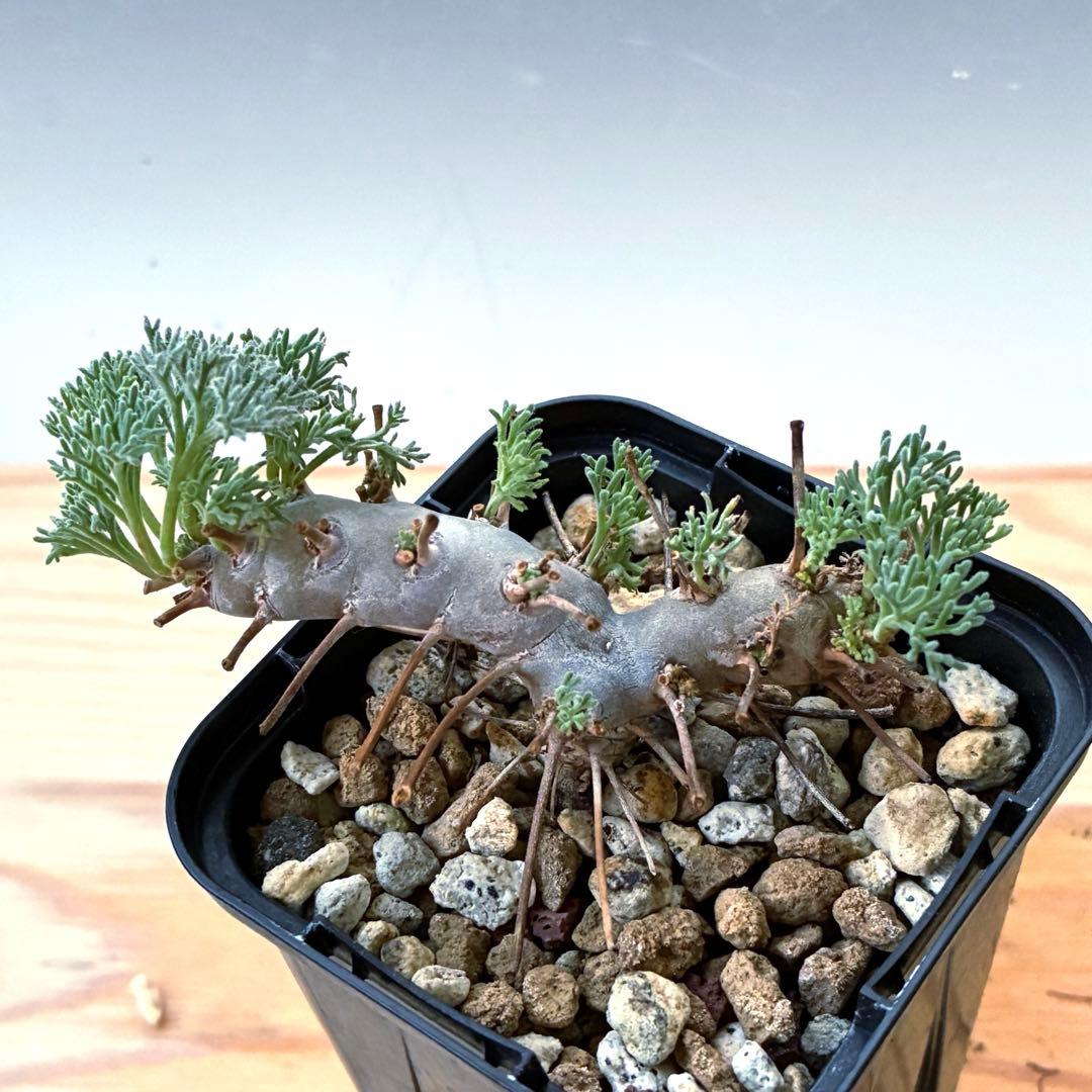 モンソニア ムルチフィダ 実生 47 - メルカリ