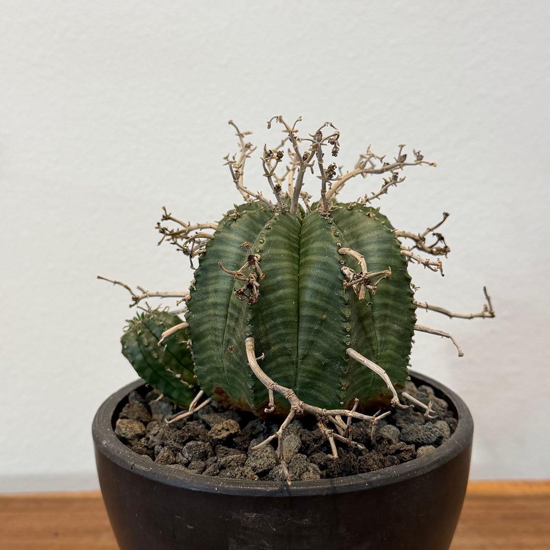 【美株】ユーフォルビア スーパーバリダ 雌株 国内実生株 塊根植物 サボテン