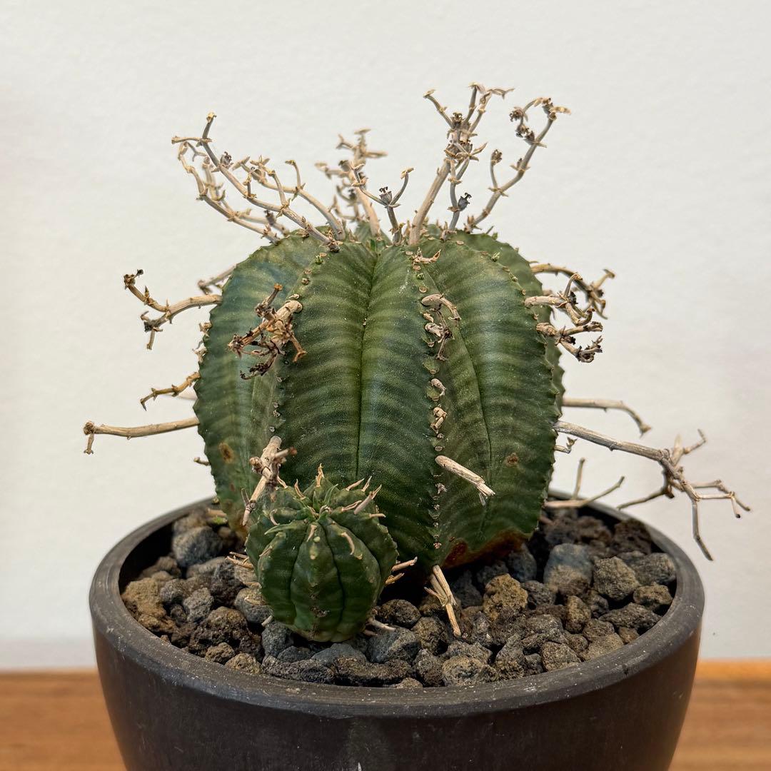 【美株】ユーフォルビア スーパーバリダ 雌株 国内実生株 塊根植物 サボテン