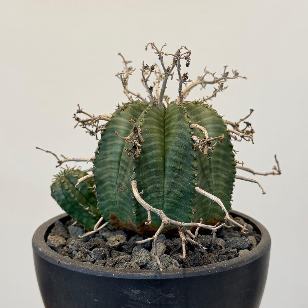 【美株】ユーフォルビア スーパーバリダ 雌株 国内実生株 塊根植物 サボテン