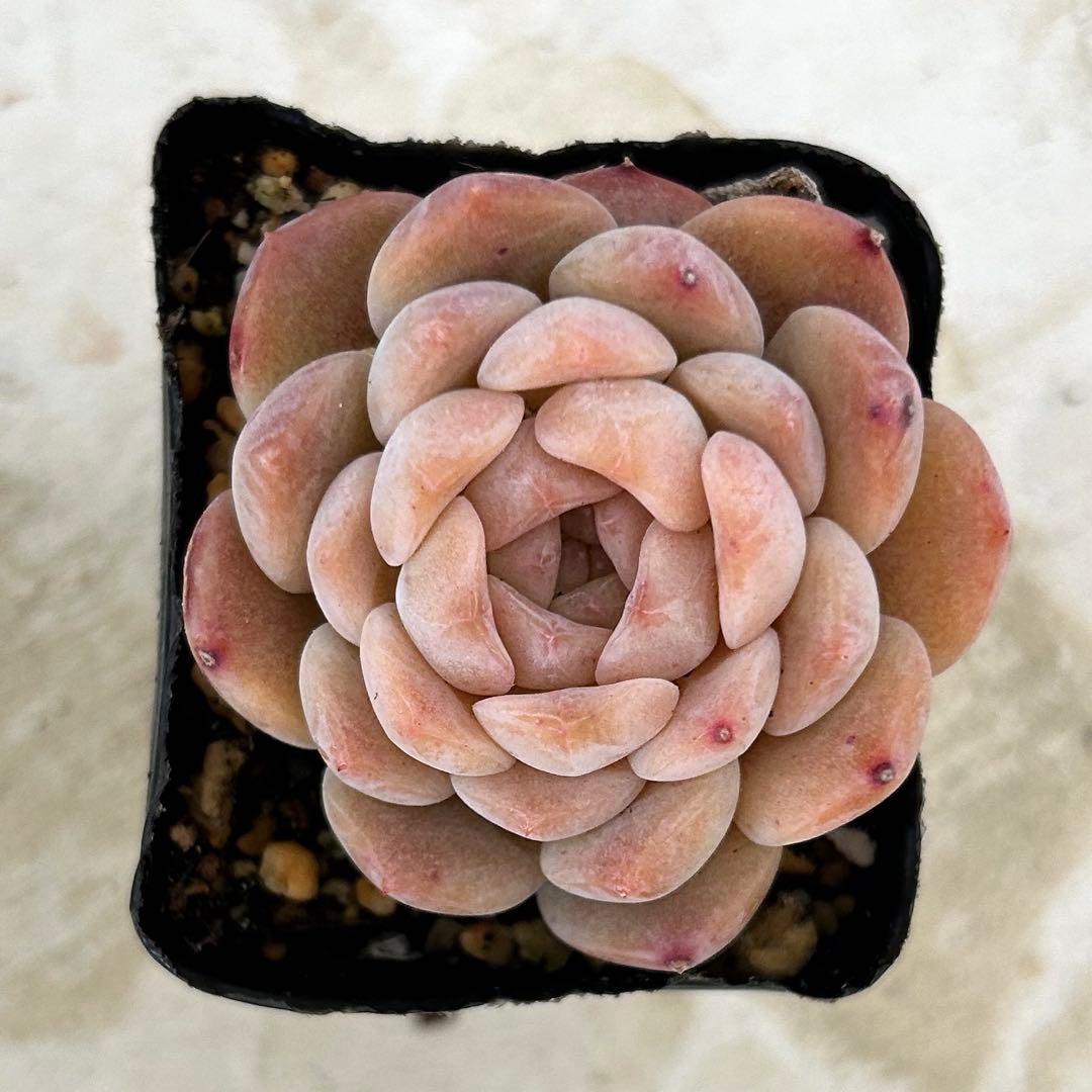 スイートハート 抜き苗 多肉植物 エケベリア - メルカリ