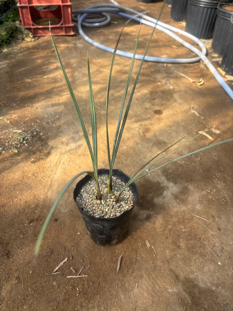 ブラヘア アルマータ 3本セット その2