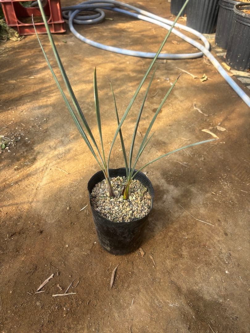 ブラヘア アルマータ 3本セット その2