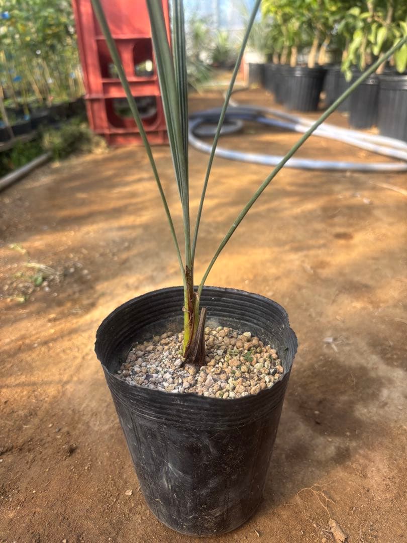 ブラヘア アルマータ 3本セット その2