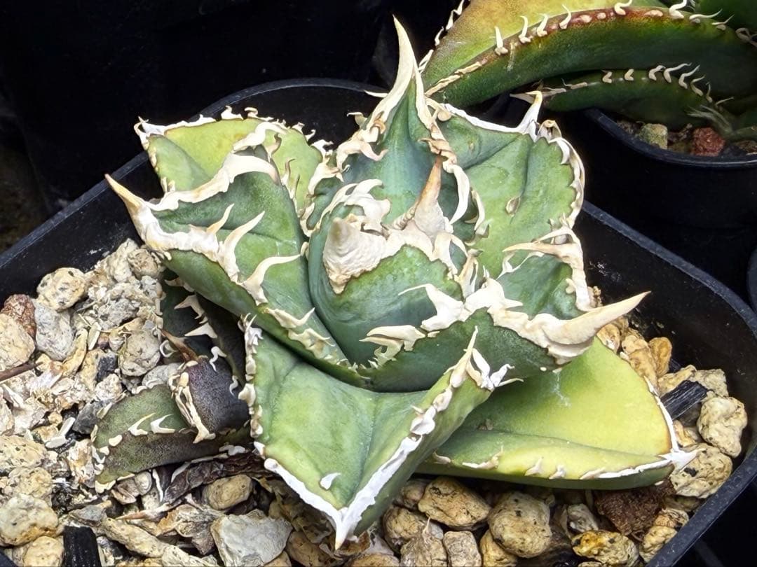 アガベ チタノタ ivory W.A. 子株付き - メルカリ