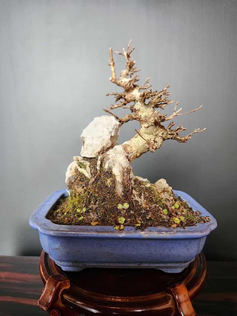 楓石付盆栽 かえで石付盆栽 楓盆栽 小品盆栽 紅葉