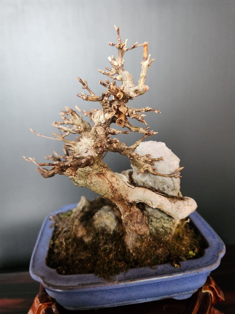 楓石付盆栽 かえで石付盆栽 楓盆栽 小品盆栽 紅葉