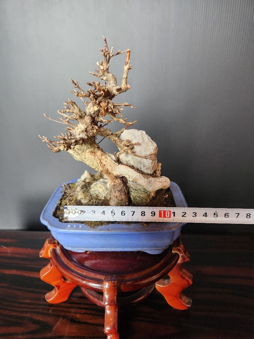 楓石付盆栽 かえで石付盆栽 楓盆栽 小品盆栽 紅葉