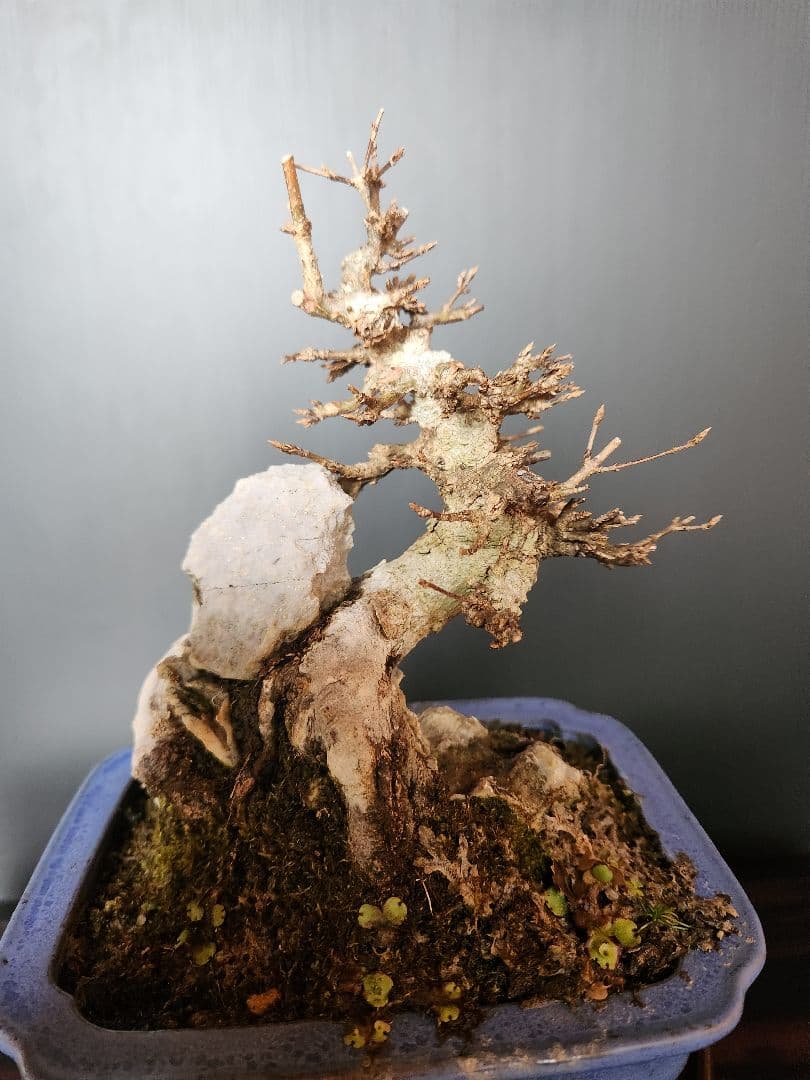 楓石付盆栽 かえで石付盆栽 楓盆栽 小品盆栽 紅葉