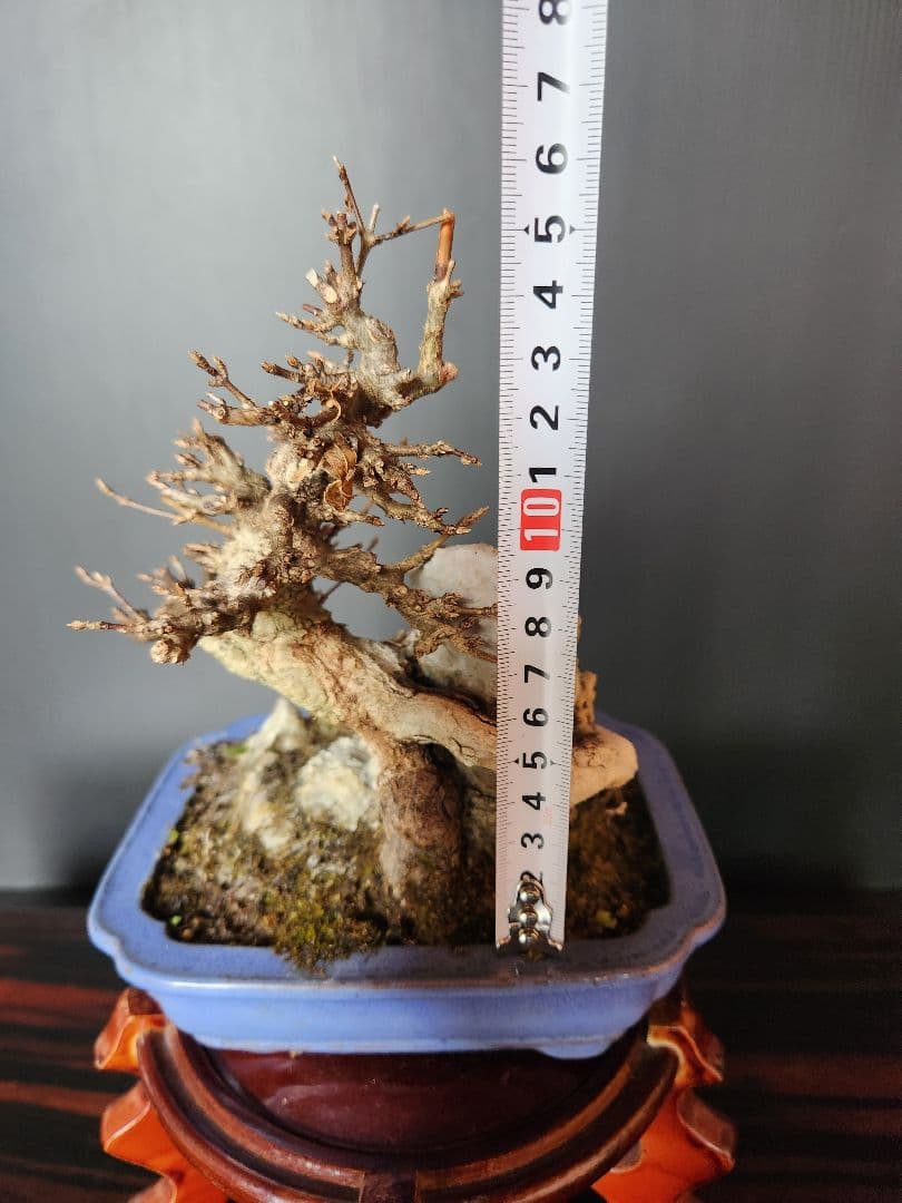 楓石付盆栽 かえで石付盆栽 楓盆栽 小品盆栽 紅葉