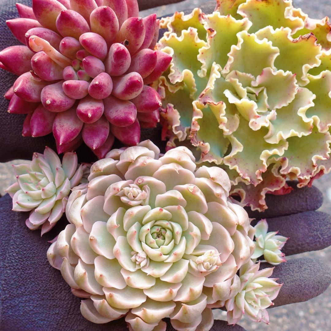 韓国苗 多肉植物 特大 エケベリア ギフト 14苗セット【SP75】 - メルカリ