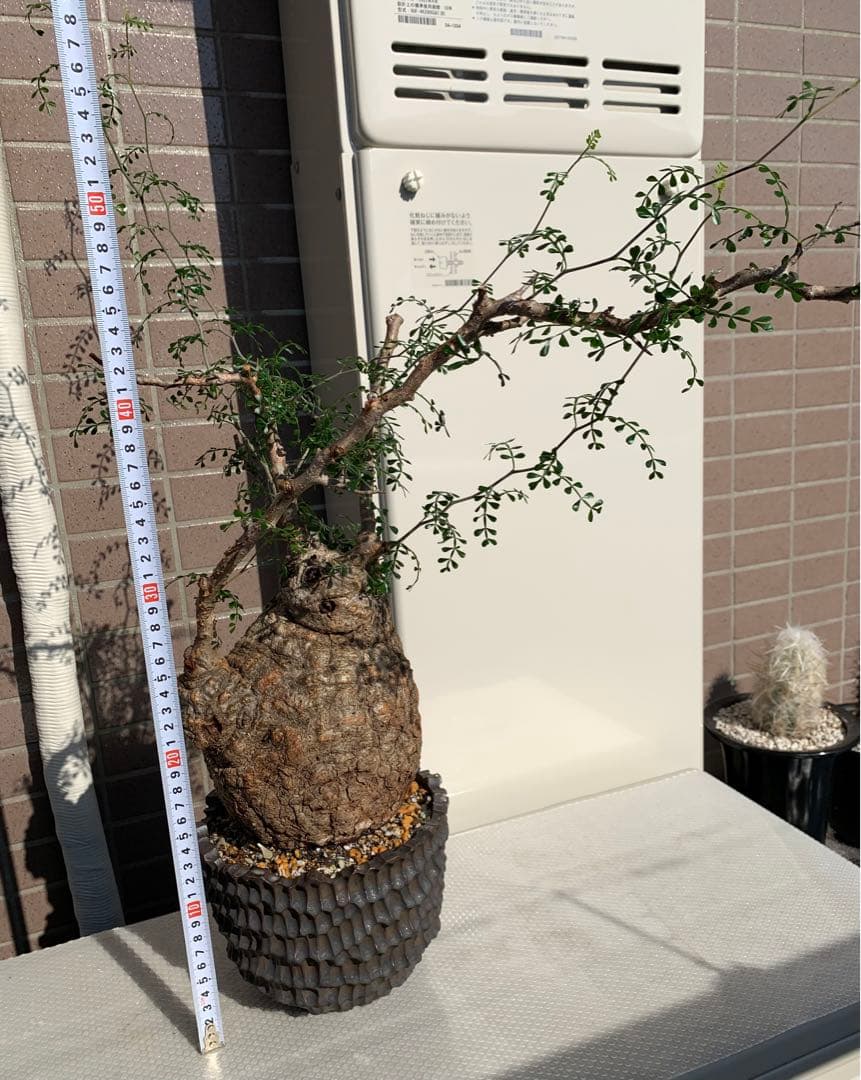 発根済　オペルクリカリア パキプス 手作鉢付き