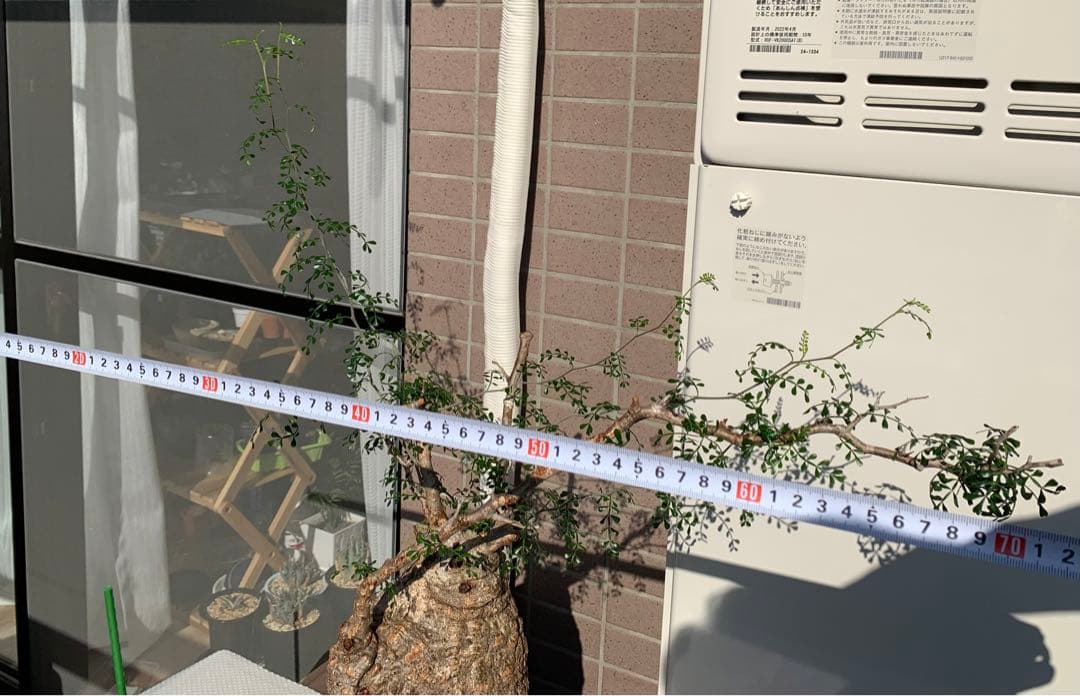 発根済　オペルクリカリア パキプス 手作鉢付き