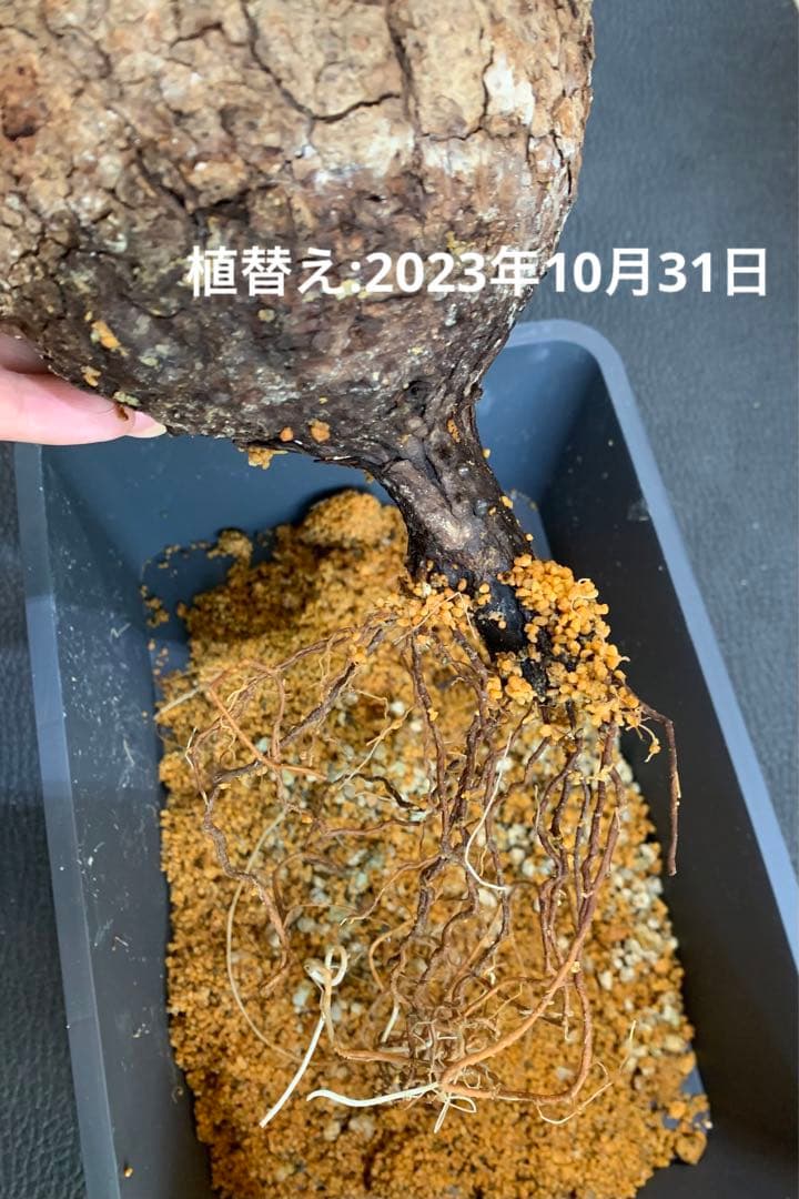 発根済　オペルクリカリア パキプス 手作鉢付き