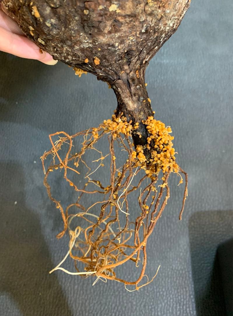 発根済　オペルクリカリア パキプス 手作鉢付き