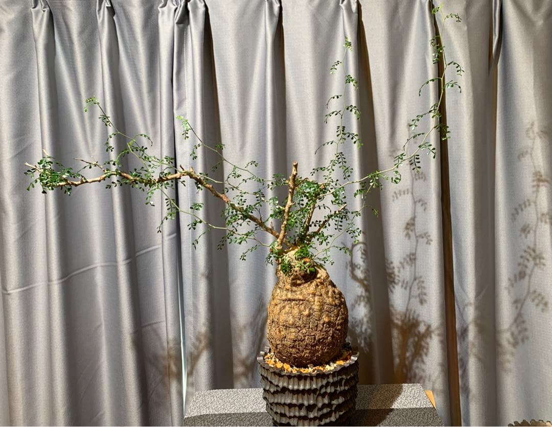 発根済　オペルクリカリア パキプス 手作鉢付き