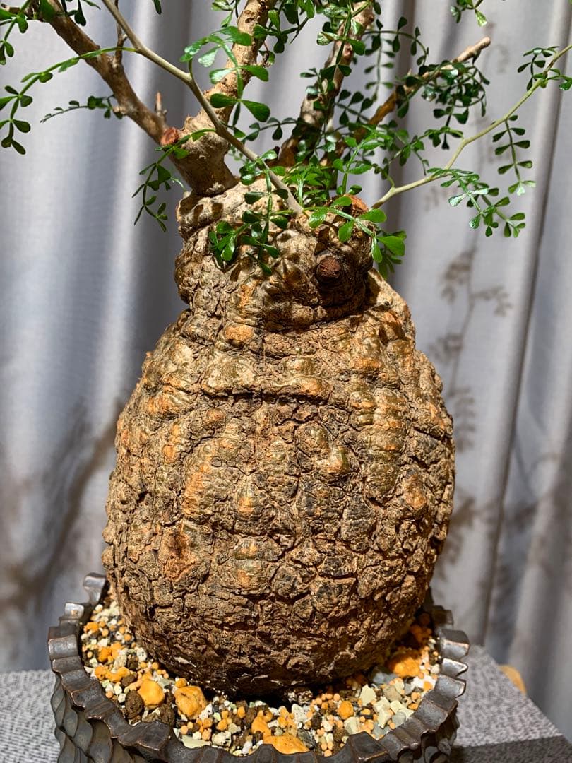 発根済　オペルクリカリア パキプス 手作鉢付き