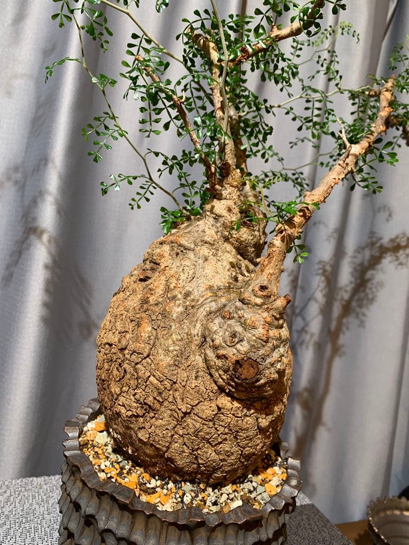 発根済　オペルクリカリア パキプス 手作鉢付き