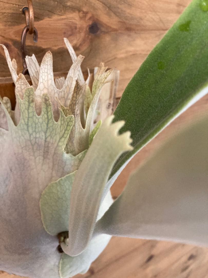 k*n様 ビカクシダ ベイチー\"リミテッド スペシャル セカンド エディション\"