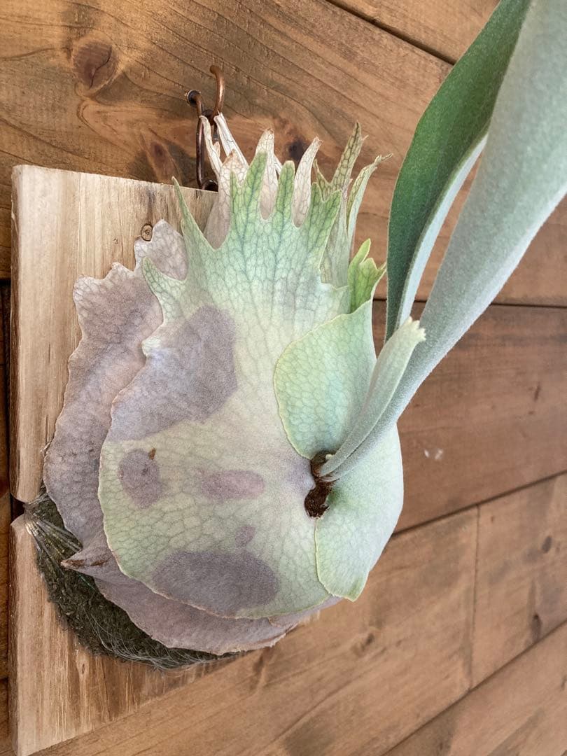 k*n様 ビカクシダ ベイチー\"リミテッド スペシャル セカンド エディション\"