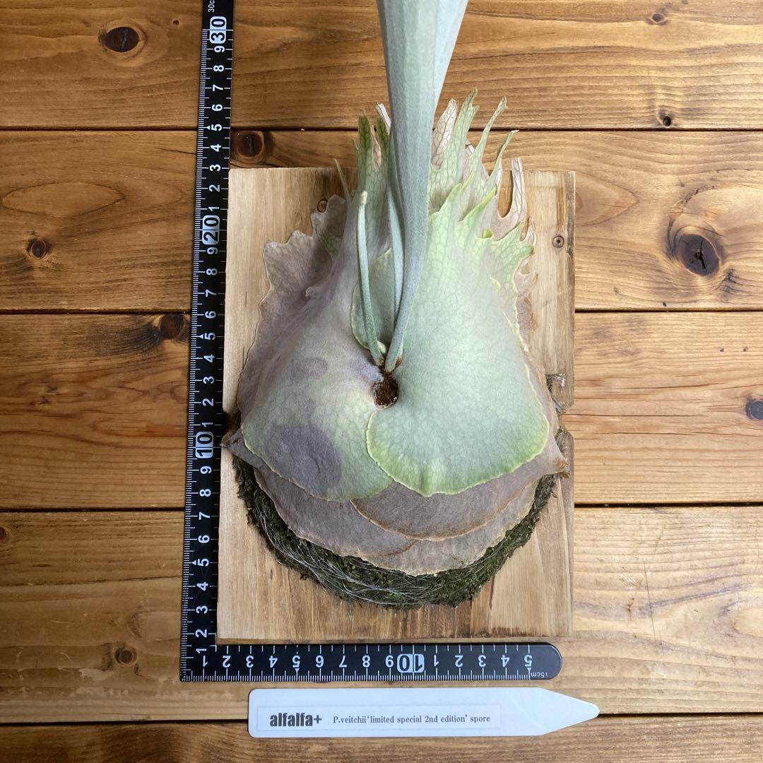 k*n様 ビカクシダ ベイチー\"リミテッド スペシャル セカンド エディション\"