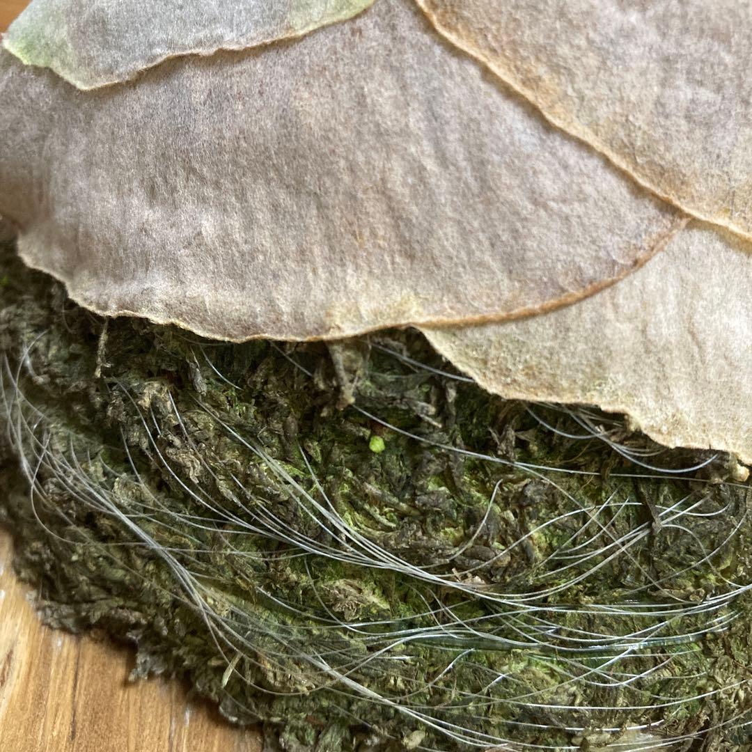 k*n様 ビカクシダ ベイチー\"リミテッド スペシャル セカンド エディション\"