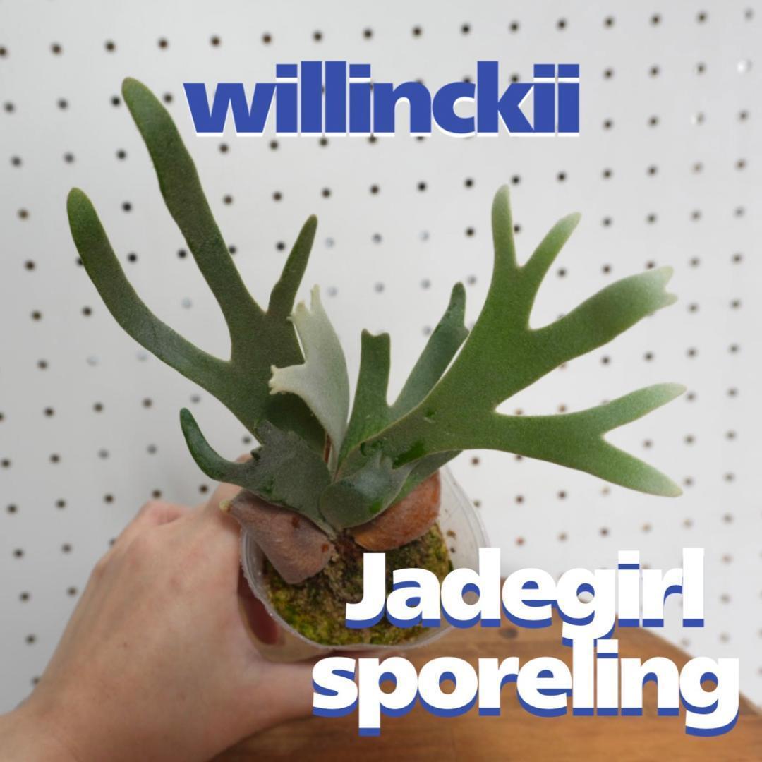 ビカクシダ ジェイドガール Jade Girl ウィリンキー JP-001 - メルカリ