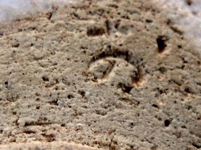 ♥志野　茶碗　在銘　桐箱付き　骨董品